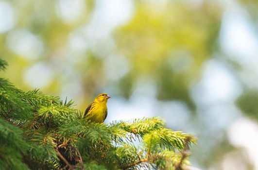 European serin sitting on a branch barely, wildlife