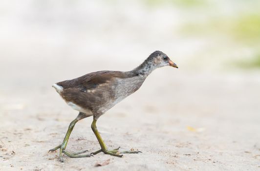 bird with big long fingers is walking, wildlife