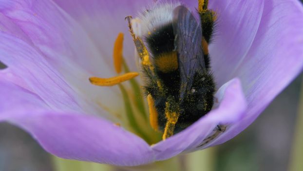 Timeless autumn flower. Blue-purple petals are swaying in the wind. Close-up. Spider and a bumblebee collect pollen from a blue autumn flower. Insect got tangled in the web.