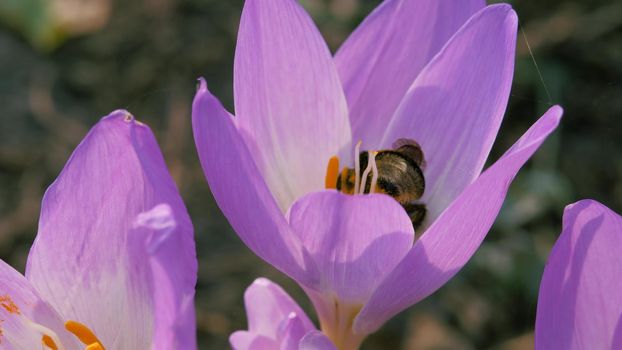 Timeless autumn flower. Blue-purple petals are swaying in the wind. Close-up. Striped fly and a bumblebee collect pollen from a blue autumn flower.