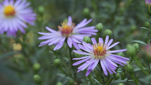 Purple aster, anemone autumn garden perennial flower and its buds. Close-up.