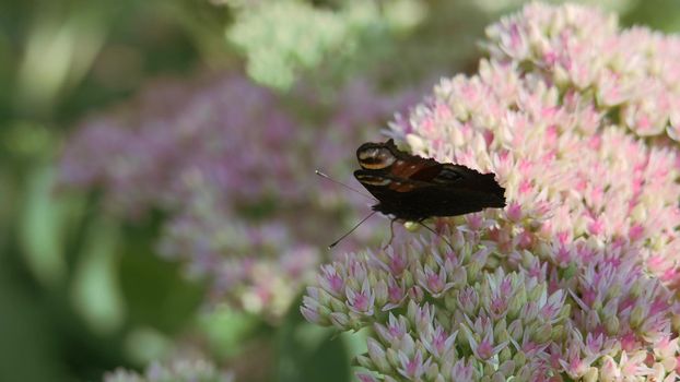 Inflorescence of a flowering plant, a prominent Ochitok. Sedum spectabile Boreau. Crassulaceae autumn. Pink and white flowers are swaying in the wind. Peacock eye butterfly and a bee on pink and white flowers swaying in the wind.