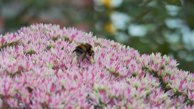 Inflorescence of a flowering plant, a prominent Ochitok. Sedum spectabile Boreau. Crassulaceae autumn. Bumblebee sits on an autumn garden inflorescence of white-pink color and collects pollen and nectar from the flower.