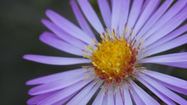 Purple aster, anemone autumn garden perennial flower and its buds. Close-up.