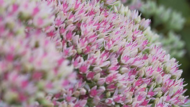 Inflorescence of a flowering plant, a prominent Ochitok. Sedum spectabile Boreau. Crassulaceae autumn. Pink and white flowers are swaying in the wind.