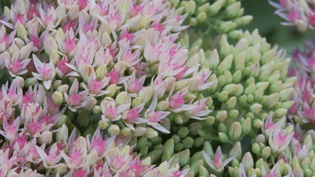 Inflorescence of a flowering plant, a prominent Ochitok. Sedum spectabile Boreau. Crassulaceae autumn. Pink and white flowers are swaying in the wind.