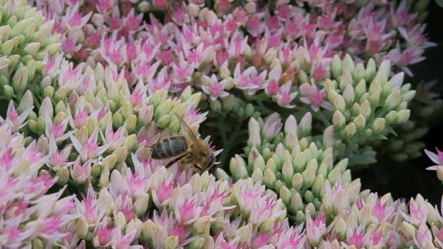 Inflorescence of a flowering plant, a prominent Ochitok. Sedum spectabile Boreau. Crassulaceae autumn. An adult solitary bee collects pollen from an autumn garden flower of white and pink color.