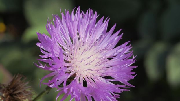 Purple garden autumn flower, close-up. The blue garden thistle is swaying in the wind.