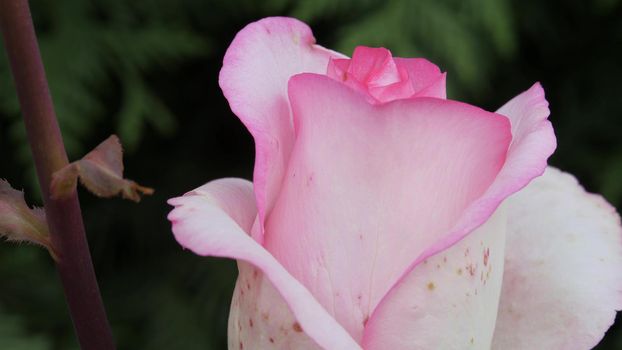 Camera moves along the bud of a red garden rose. Background with red flower petals. A flower in its natural habitat.