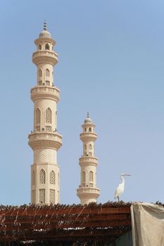 White heron sitting on the roof with white mosque minarets on backrgound in Egypt