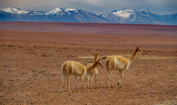 Group of three Vicugna vicugna cattle walking in Atacama high plateau with snow covered volcanoes in the background