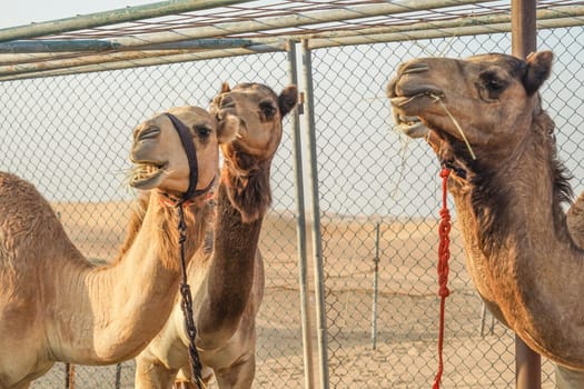 Arabian Desert Camel (United Arab Emirates). Shooting Location: Dubai