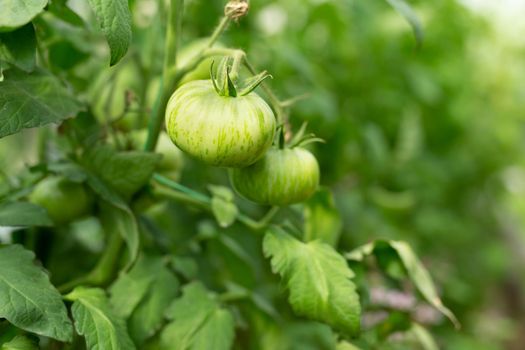 Ripening unripe green tomatoes growing on a garden bed.