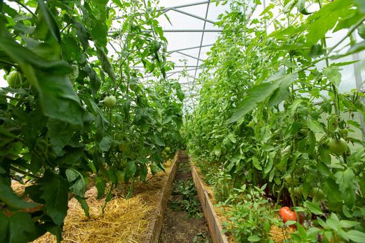 Blooming tomato sprouts in a greenhouse in summer.