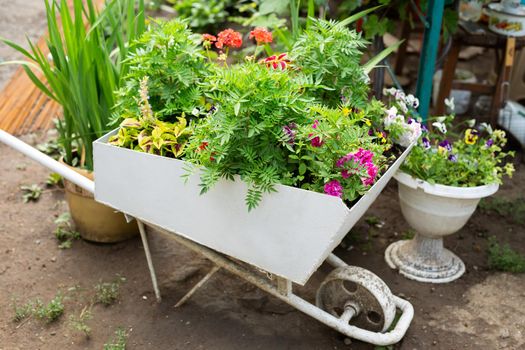 A bed of summer flowers in a white wheelbarrow.