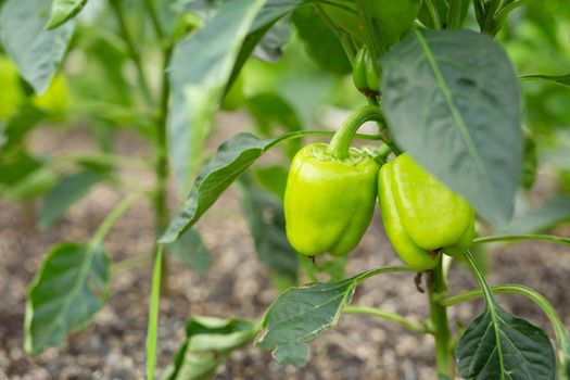 Green pepper growing and blossoming in the garden. Paprika is ripening on the vegetable bed.