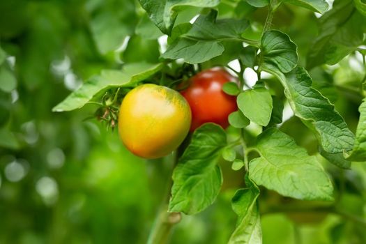 Beautiful red ripe tomatoes grown in a greenhouse. Organic farming.