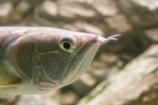 Osteoglossum bicirrhosum silver arowana in sun light aquarium. High quality photo