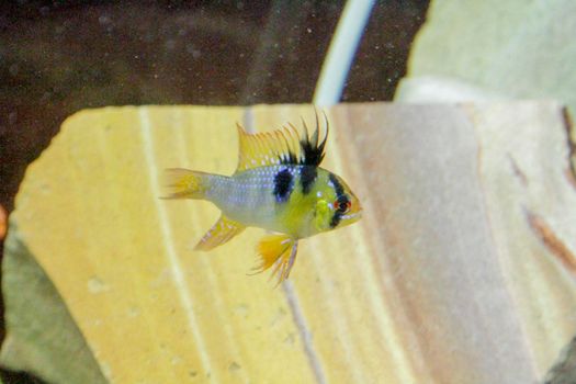 Mikrogeophagus ramirezi dwarf cichlid colorful freshwater aquarium fish. High quality photo