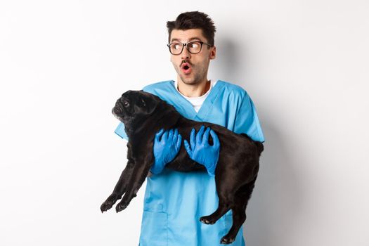 Vet clinic concept. Amazed male doctor veterinarian holding cute black pug dog, smiling and staring left impressed, standing over white background.