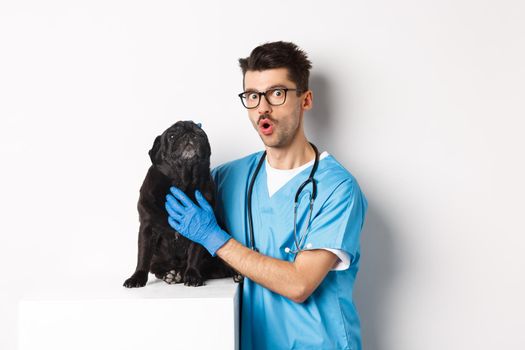 Handsome young veterinarian doctor scratching cute black pug, pet a dog, standing in scrubs over white background.