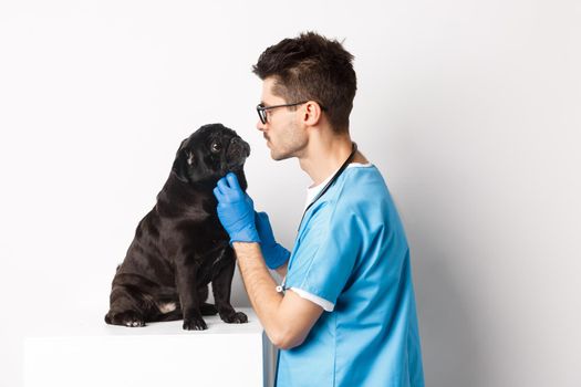 Handsome doctor veterinarian examining cute black pug dog at vet clinic, standing over white background.