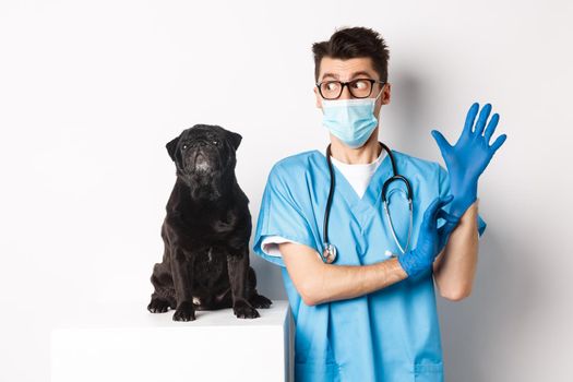 Cheerful doctor veterinarian wearing rubber gloves and medical mask, examining cute black pug dog, standing over white background.