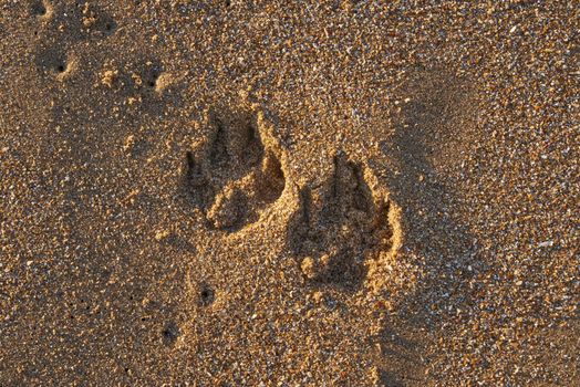 Two dog's foot prints in the sand on the beach
