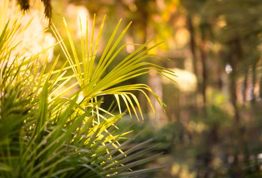 Fan palm leaves on a blurred background.