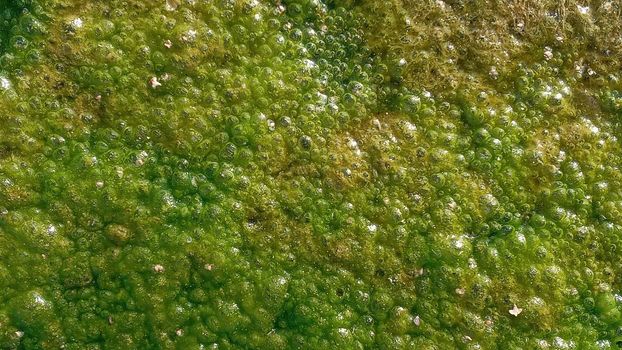 Natural textured background.Background with polluted water with algae. Green colors. The concept is to preserve nature.