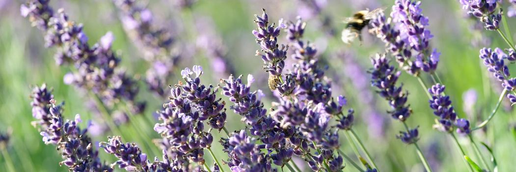 Beautiful summer field with lavender flowers. Bunch of scented flowers in lavanda fields