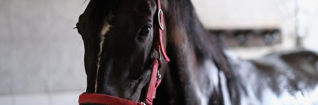 Young black horse stands in stable in halter. Horse maintenance and care concept