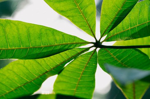 tropical leaves colorful flower on dark tropical foliage nature background dark green foliage nature