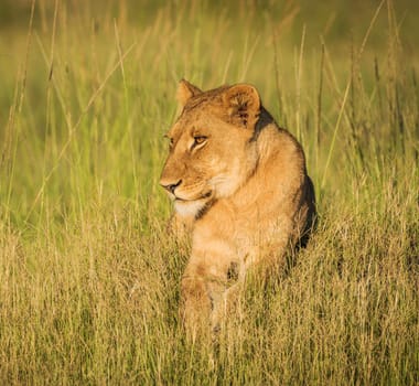 Beautiful Wildlife places in Moremi, Botswana
