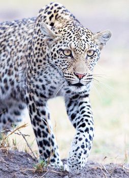 Beautiful Wildlife places in Moremi, Botswana