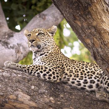 Beautiful Wildlife places in Moremi, Botswana