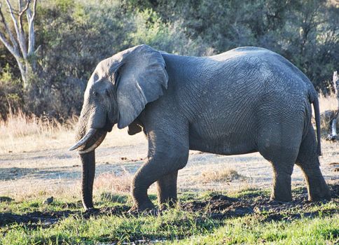 Beautiful Wildlife places in Moremi, Botswana