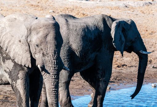 Beautiful Wildlife places in Moremi, Botswana