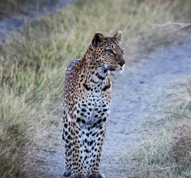 Beautiful Wildlife places in Moremi, Botswana
