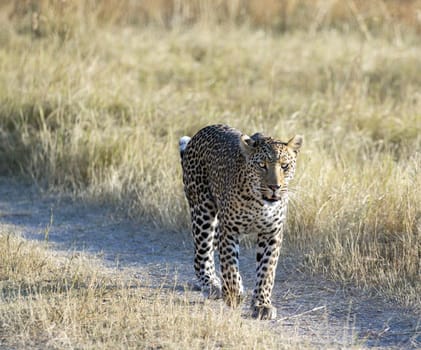 Beautiful Wildlife places in Moremi, Botswana