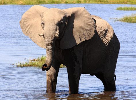 Magical Wildlife places in Moremi, Botswana