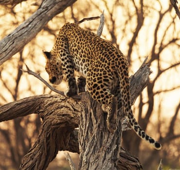 Magical Wildlife places in Moremi, Botswana