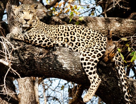 Magical Wildlife places in Moremi, Botswana