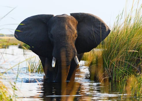 Magical Wildlife places in Moremi, Botswana