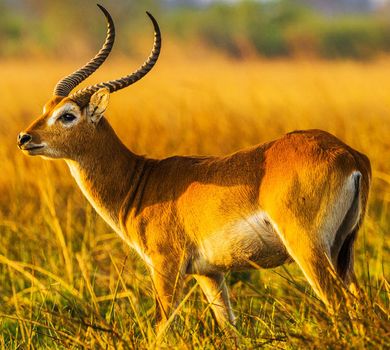 Magical Wildlife places in Moremi, Botswana