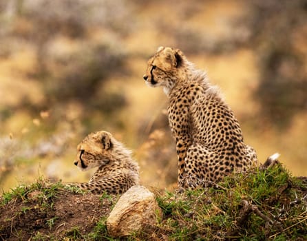 Magical Wildlife places in Moremi, Botswana