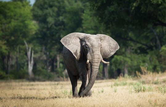 Magical Wildlife places in Moremi, Botswana