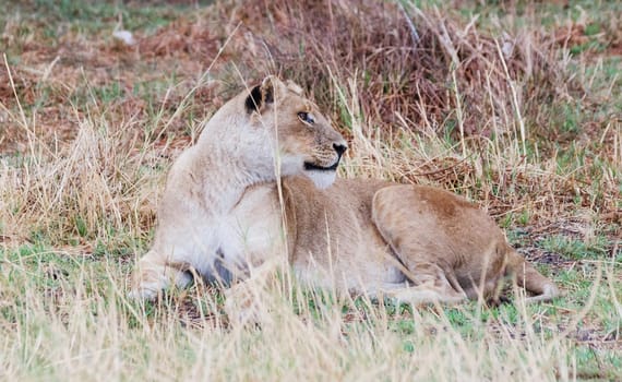 Magical Wildlife places in Moremi, Botswana