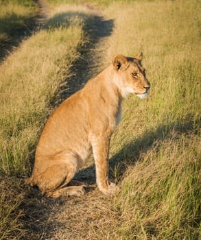 Magical Wildlife places in Moremi, Botswana