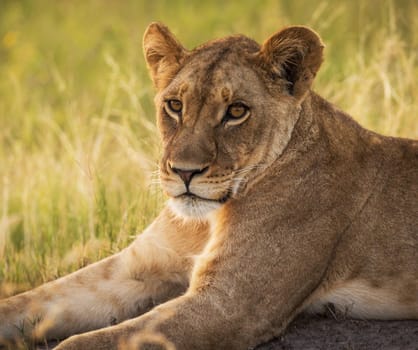 Magical Wildlife places in Moremi, Botswana